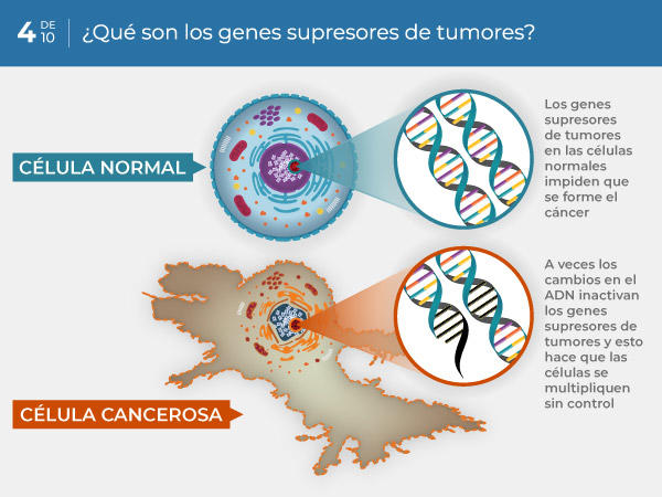 04-ES_what-are-tumor-suppressor-genes