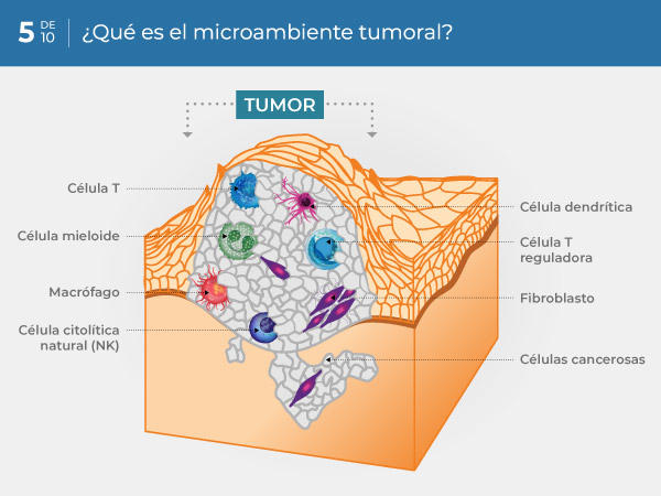 05-ES_what-is-the-tumor-microenvironment