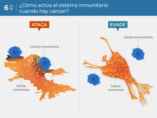 06-ES_how-does-the-immune-system-interact-with-cancer